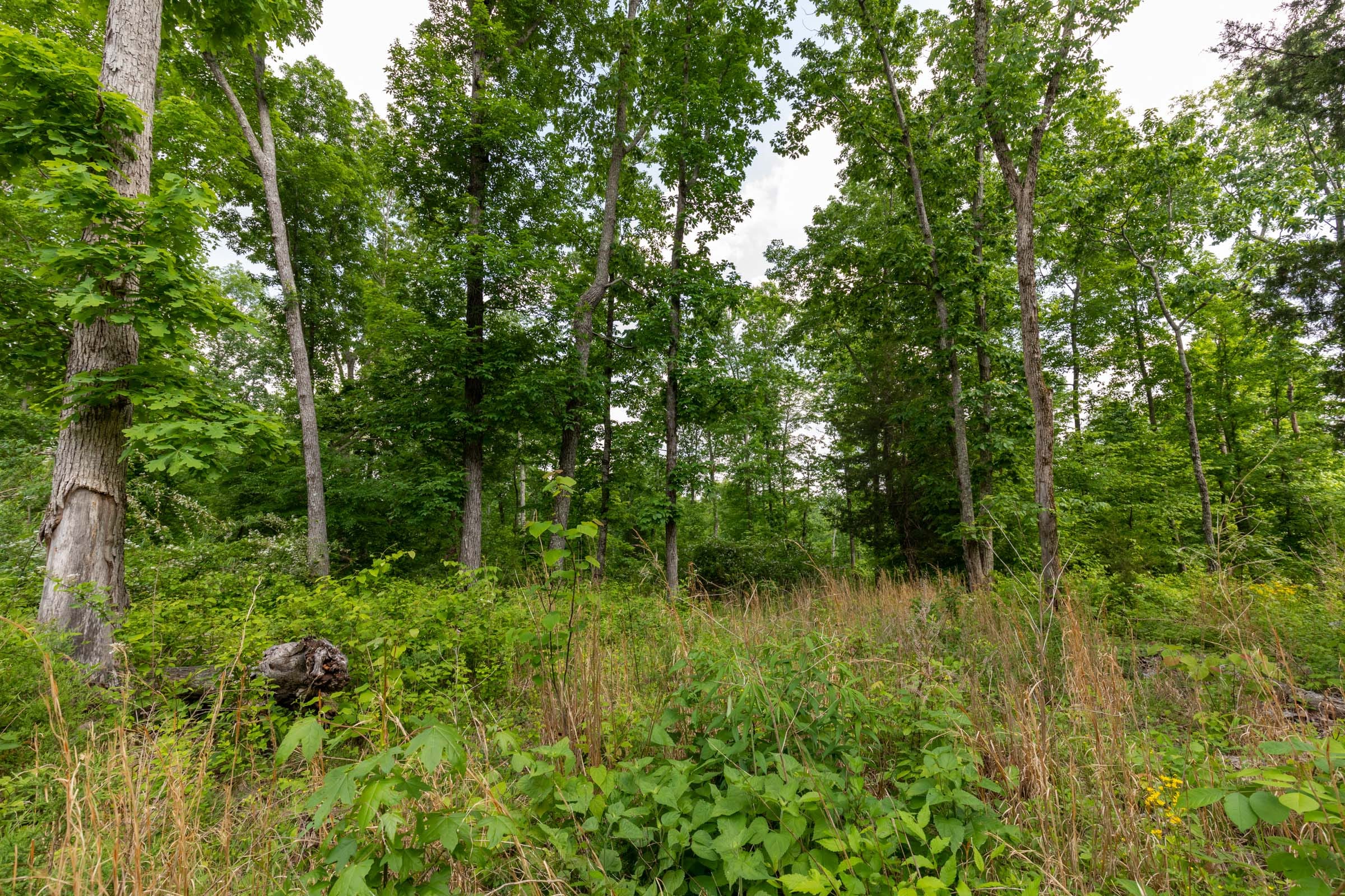 Cedar Creek Tract 24 photo 5