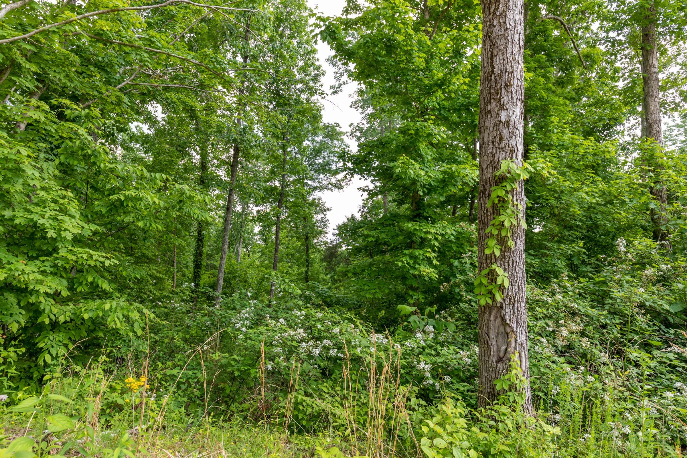 Cedar Creek Tract 24 photo 3