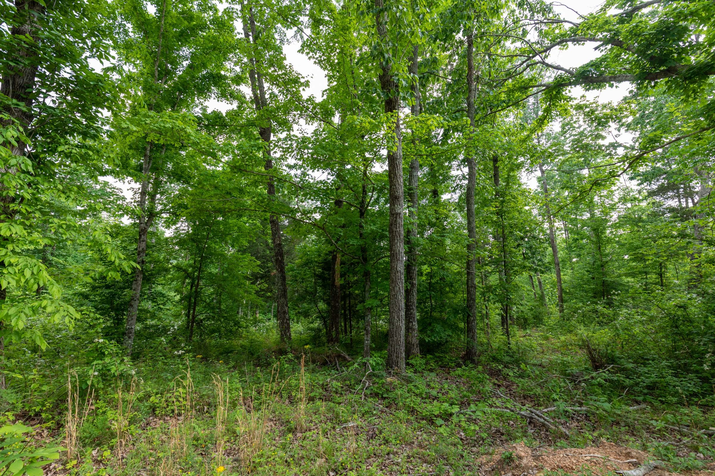 Cedar Creek Tract 24 photo 6