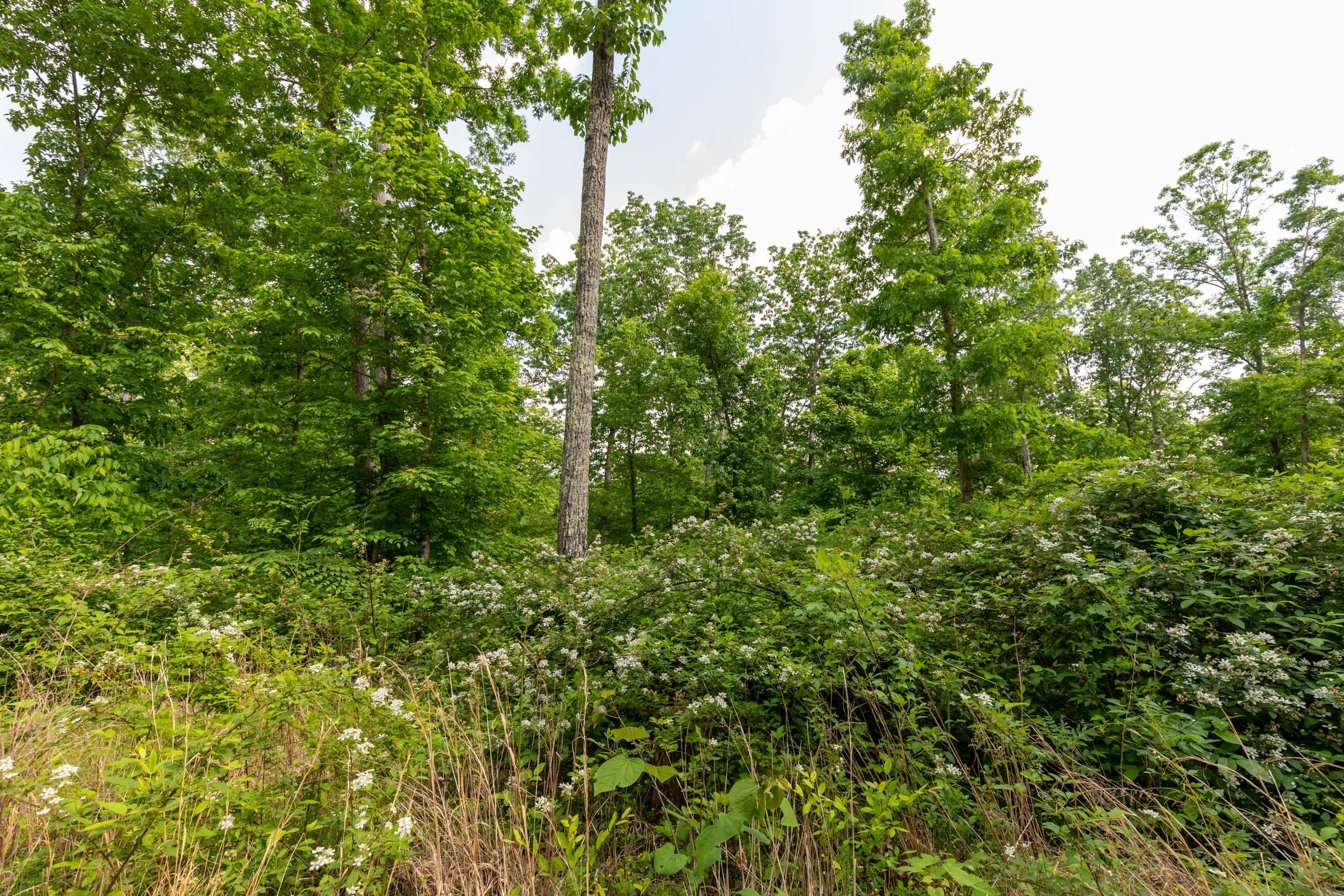 Cedar Creek Tract 24 photo 2