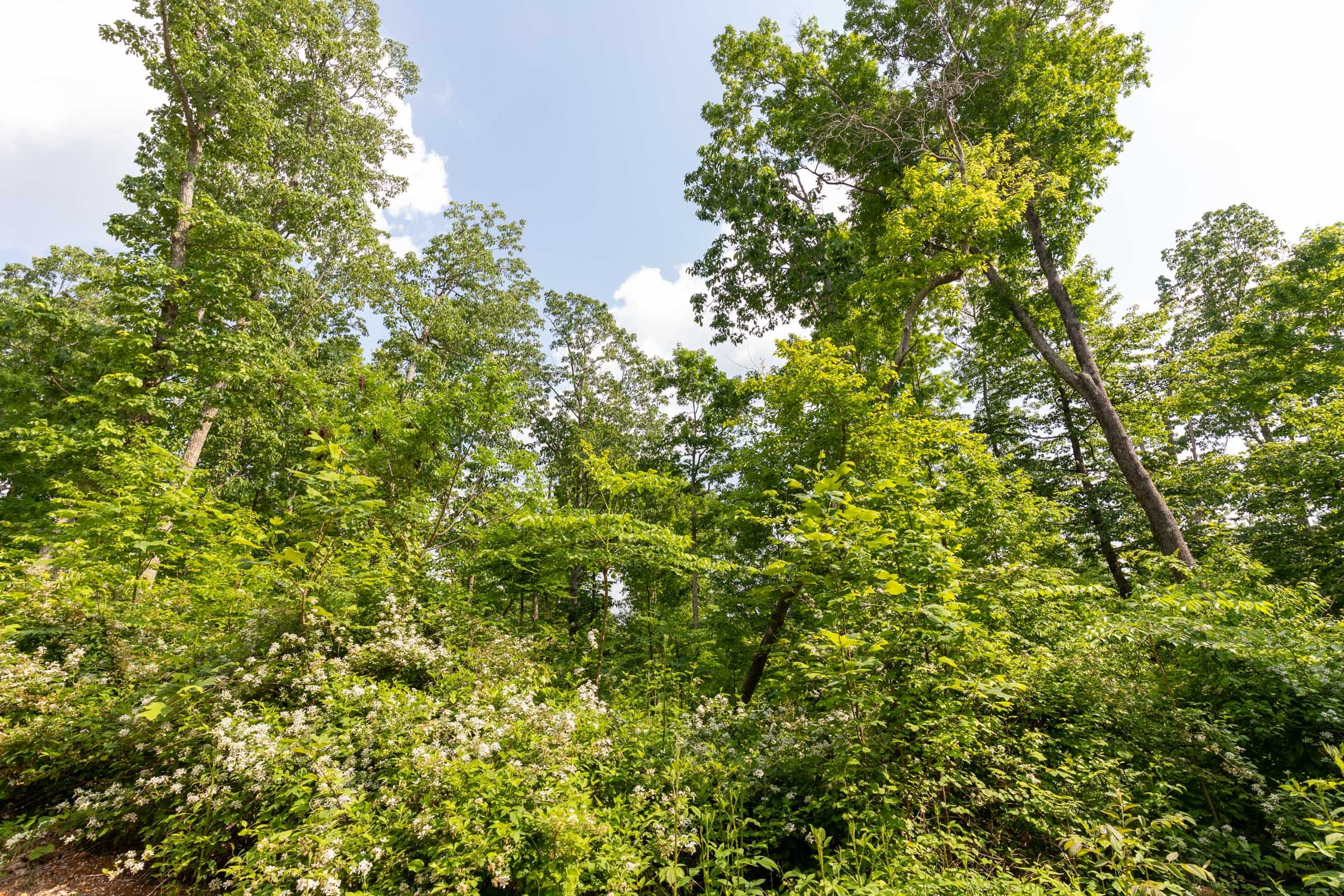 Cedar Creek Tract 24 photo 9