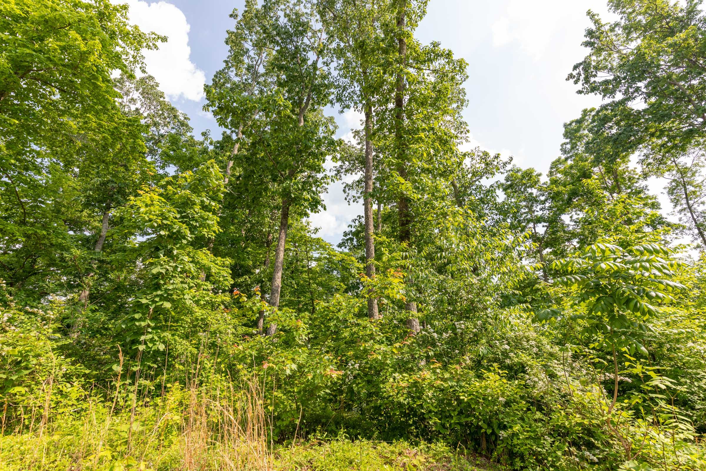 Cedar Creek Tract 24 photo 8
