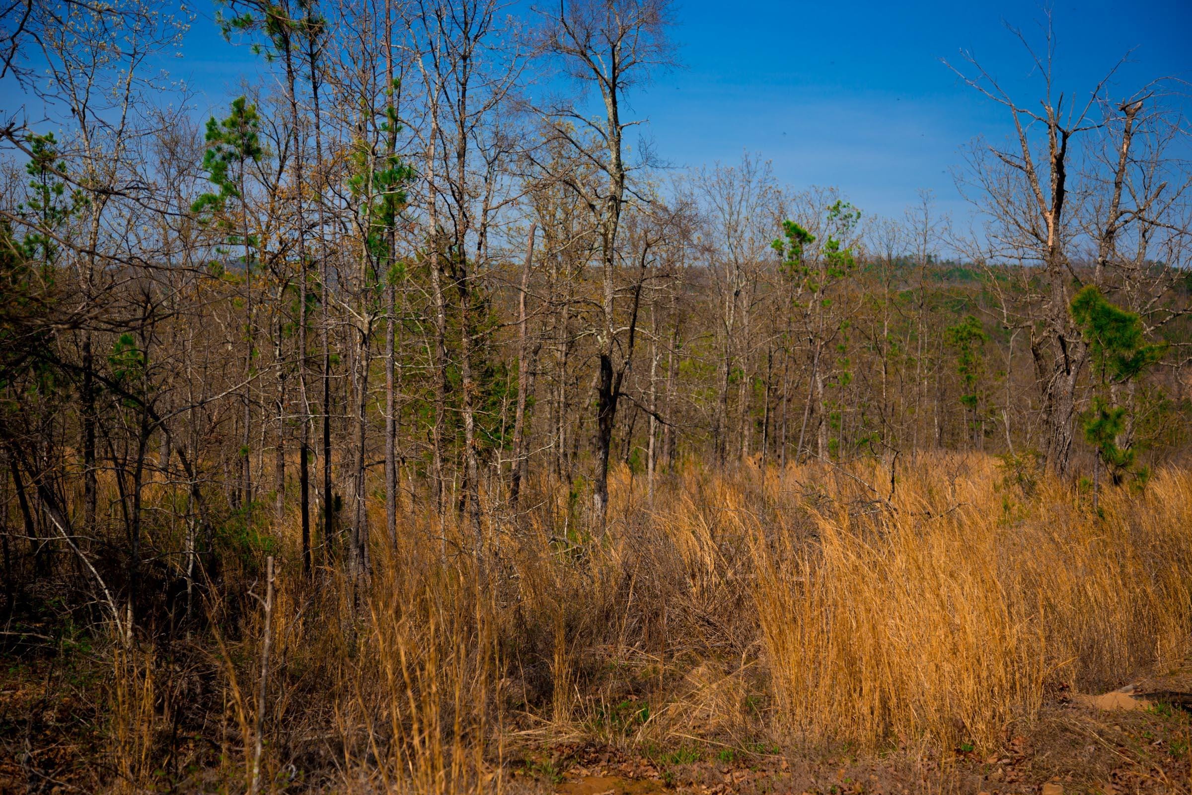 Stone Creek Phase II Tract 213 photo 4