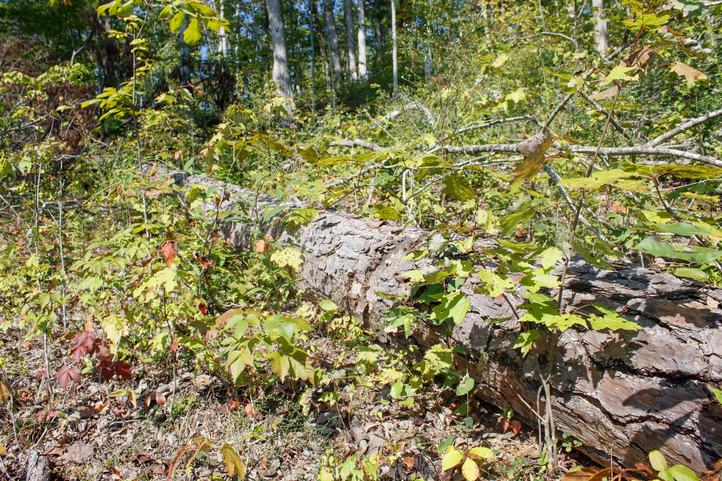 Wounded Oak Tract 23 photo 3
