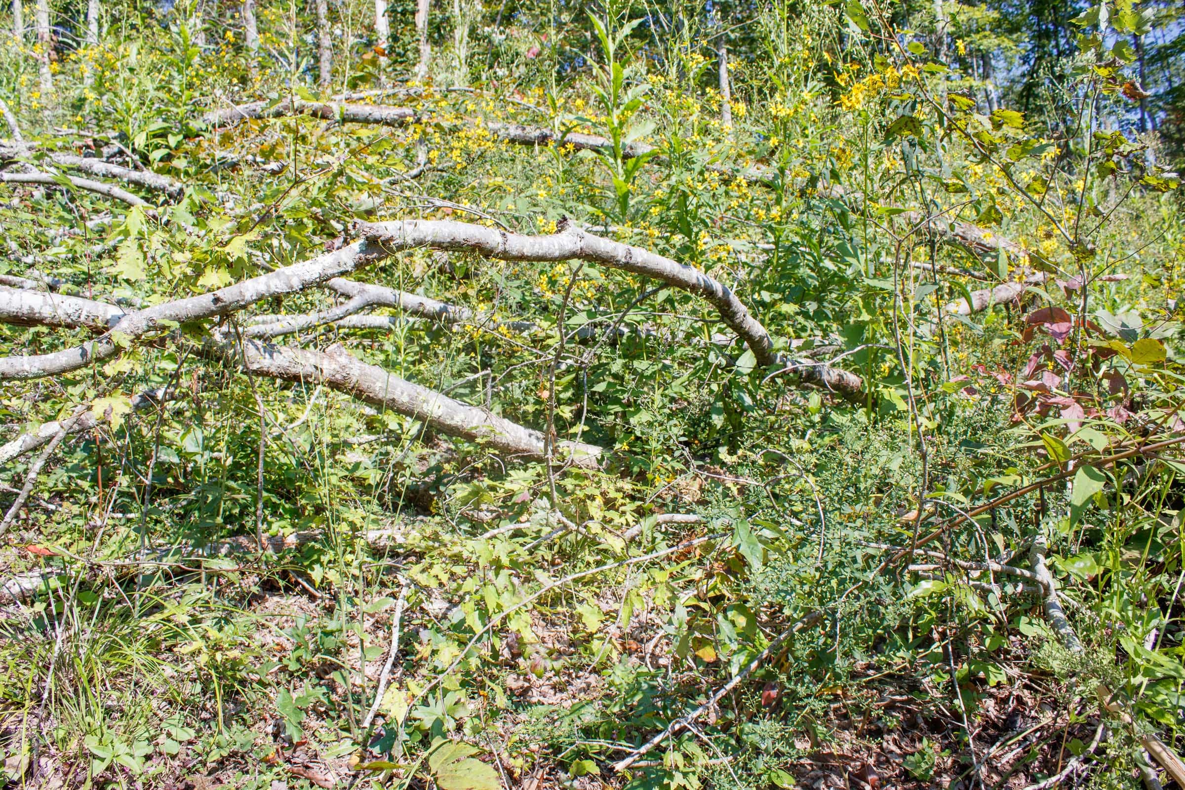 Wounded Oak Tract 23 photo 4