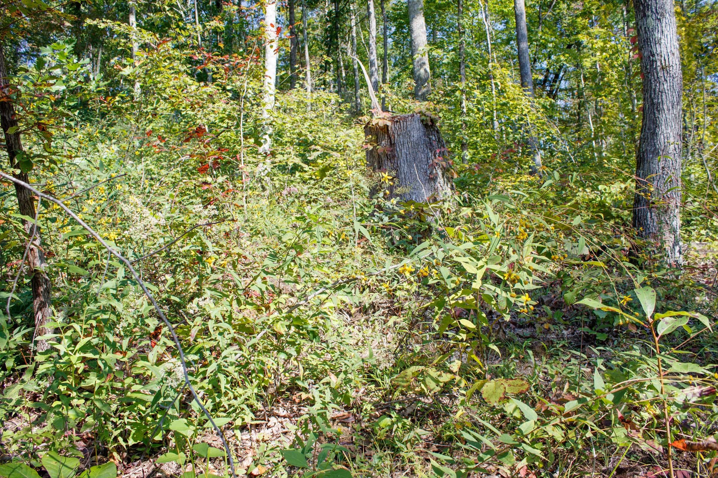 Wounded Oak Tract 23 photo 5