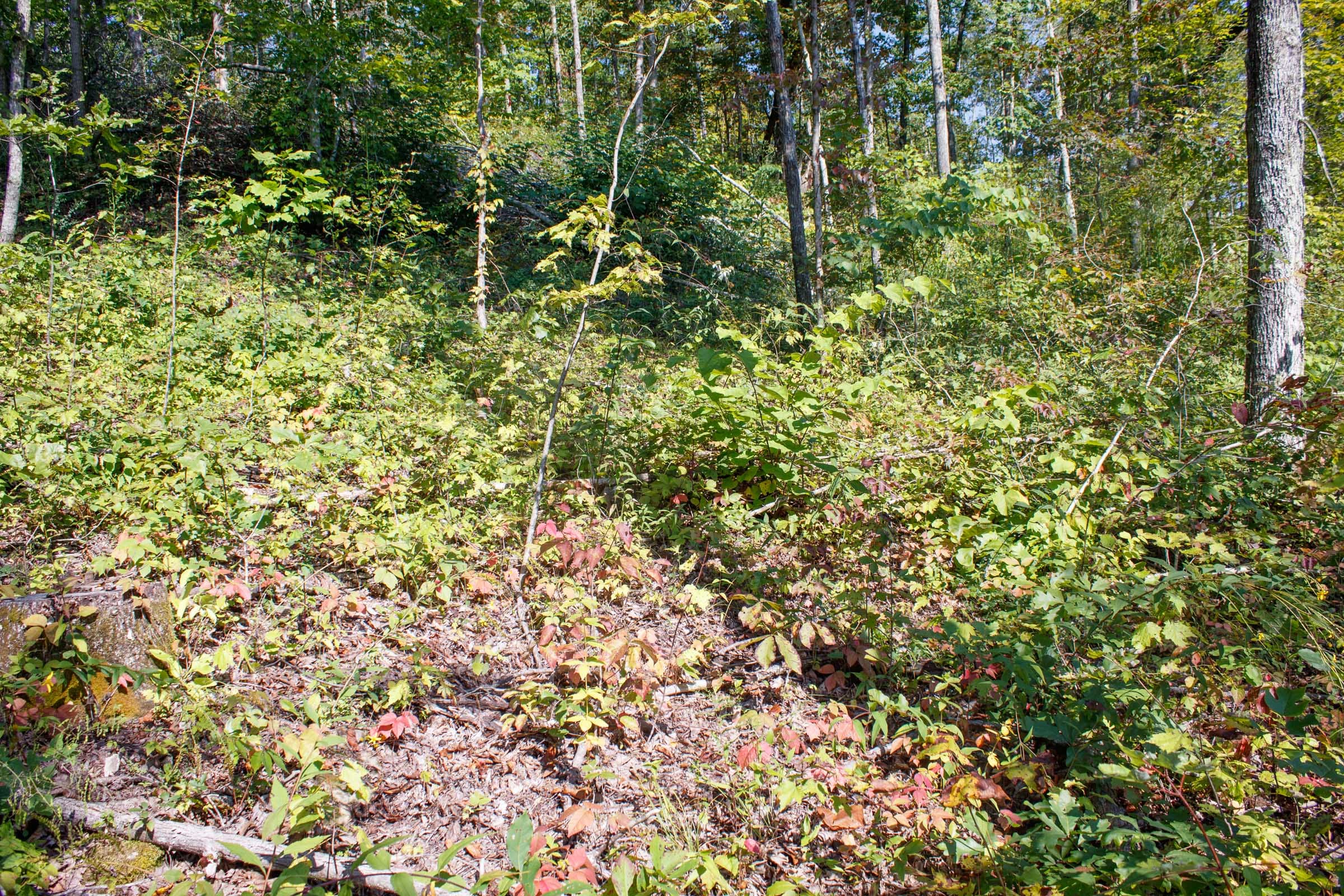 Wounded Oak Tract 23 photo 6