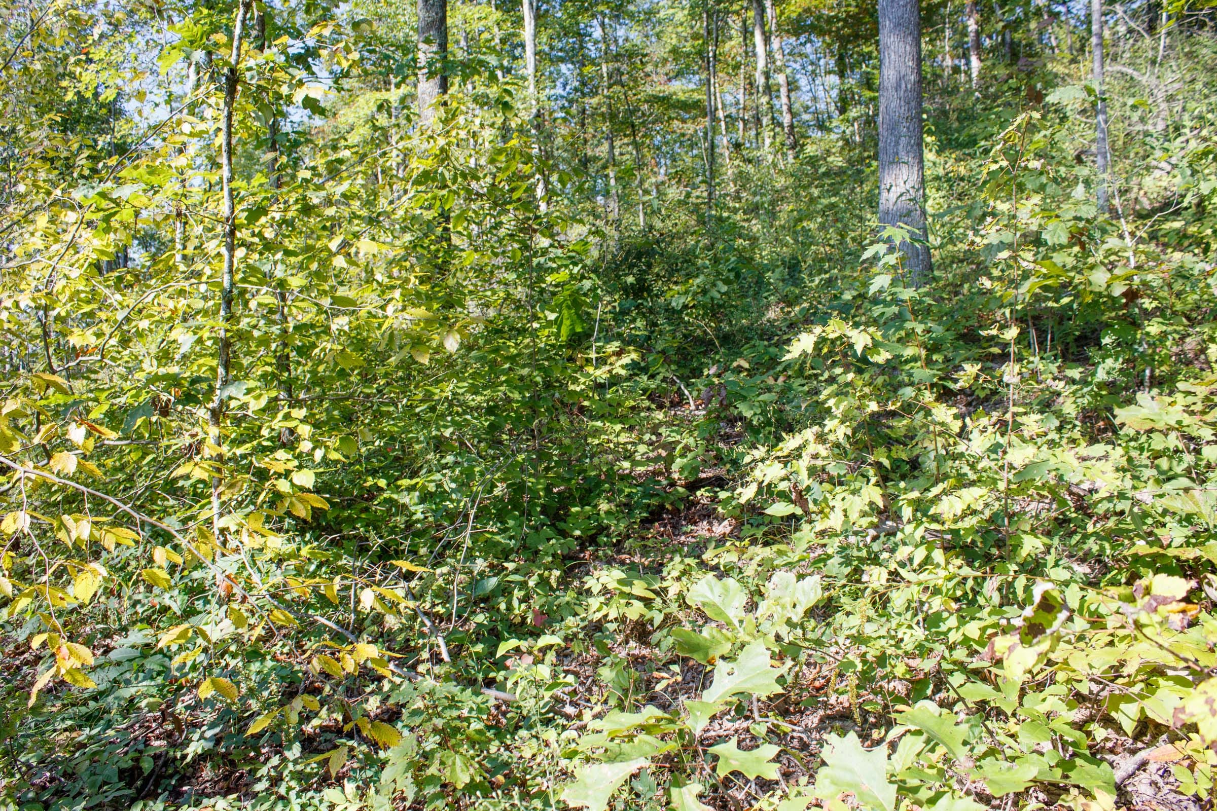 Wounded Oak Tract 23 photo 7