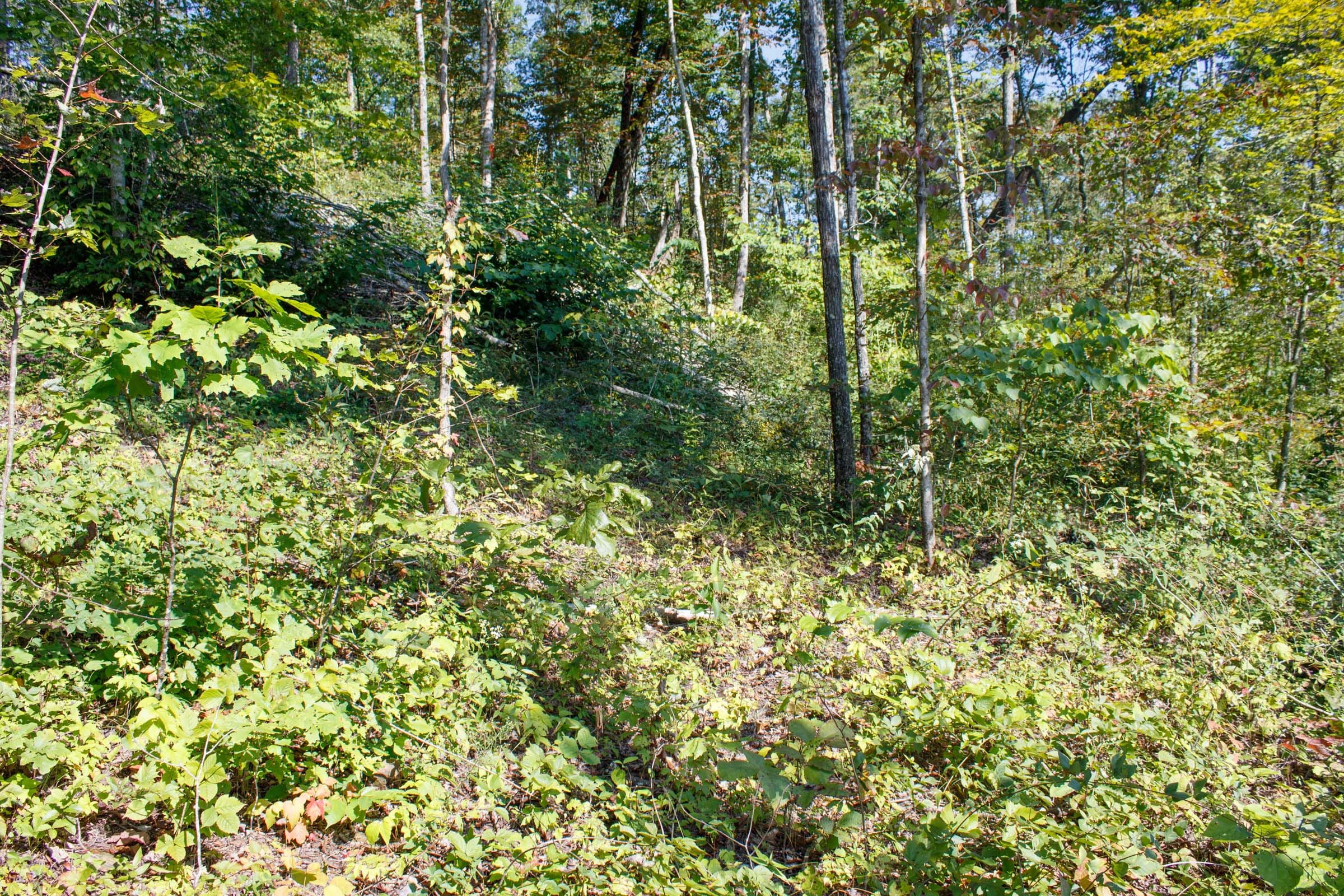 Wounded Oak Tract 23 photo 8