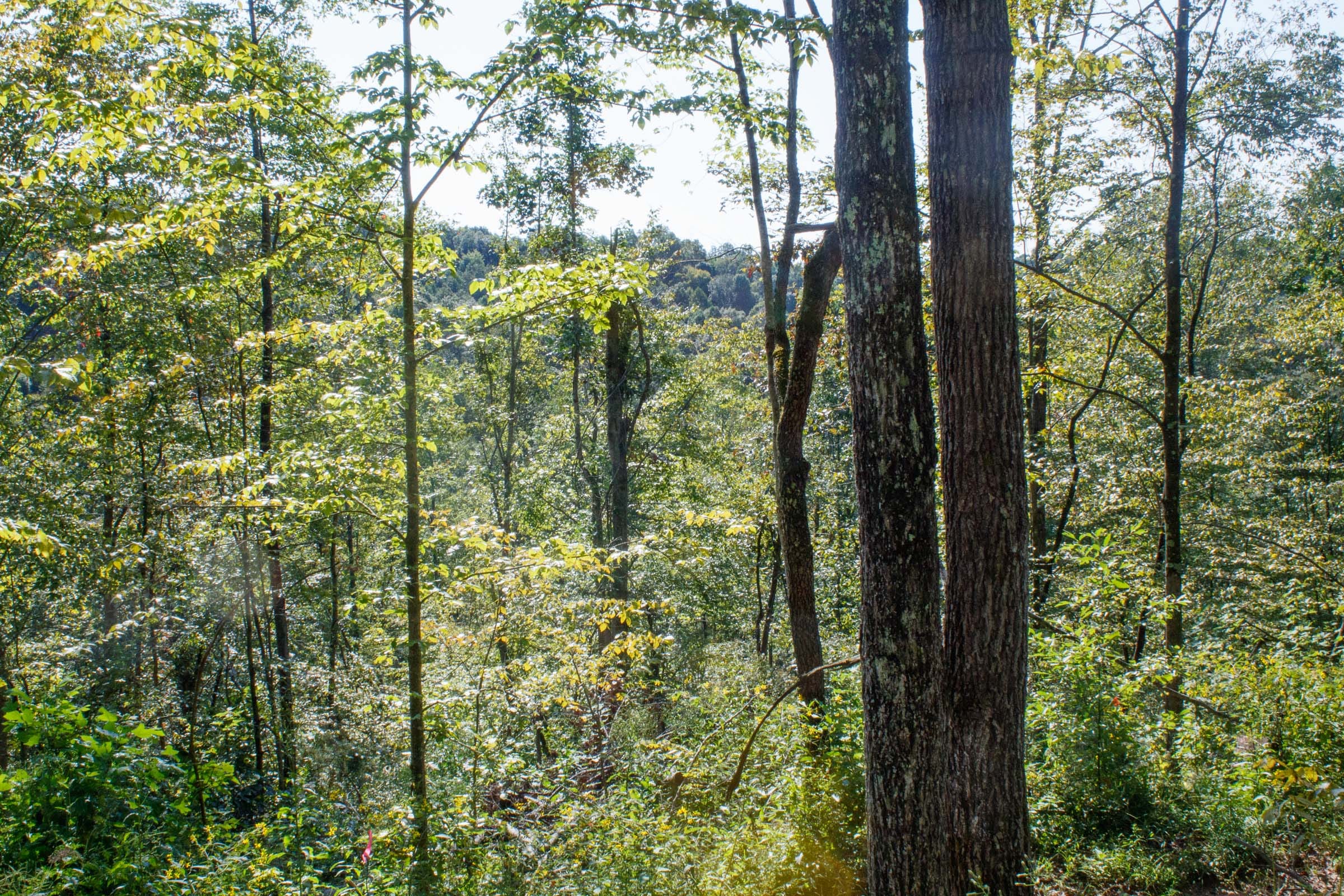 Wounded Oak Tract 23 photo 9