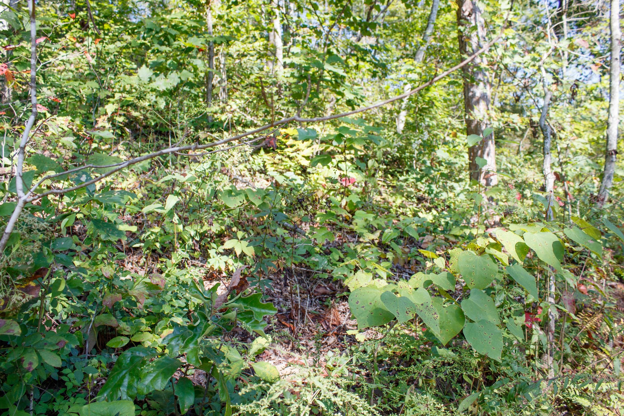 Wounded Oak Tract 23 photo 10