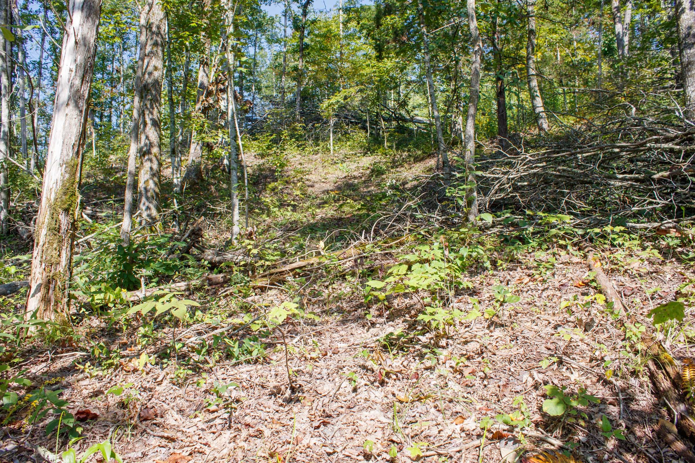Wounded Oak Tract 23 photo 11