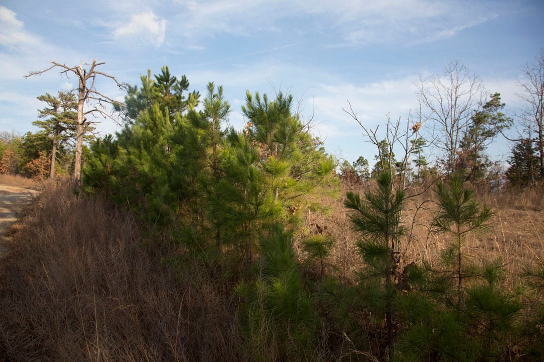 Stone Creek Phase III Tract 88 photo 3