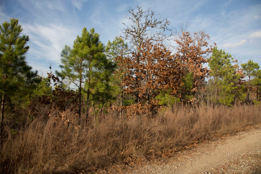Stone Creek Phase III Tract 88 photo 6