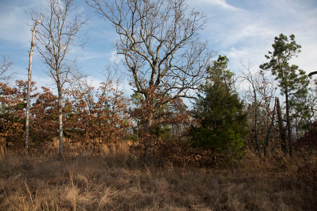 Stone Creek Phase III Tract 88 photo 11