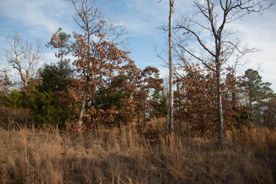 Stone Creek Phase III Tract 88 photo 12